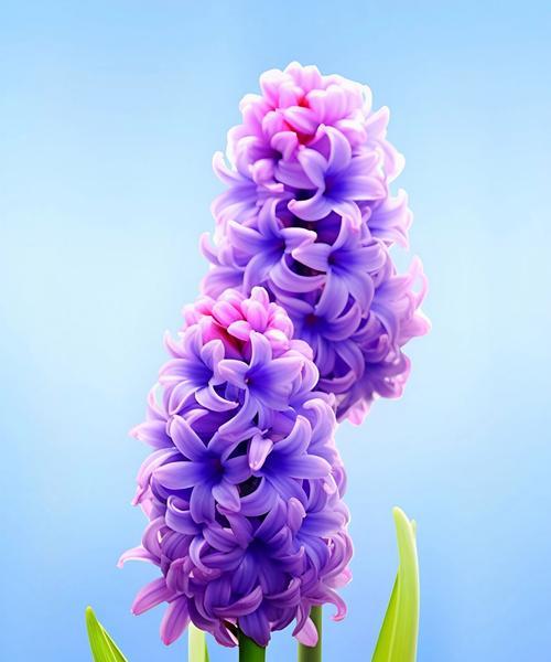 风信子花的花语是什么？风信子象征着什么？