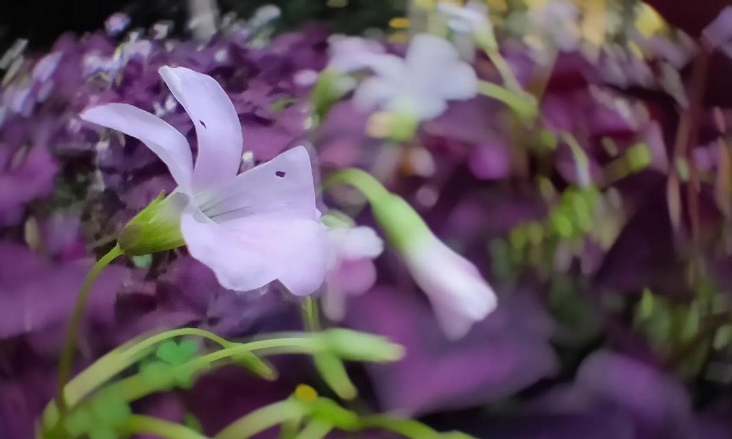 紫叶榨浆草的花语是什么？紫叶榨浆草象征着什么？