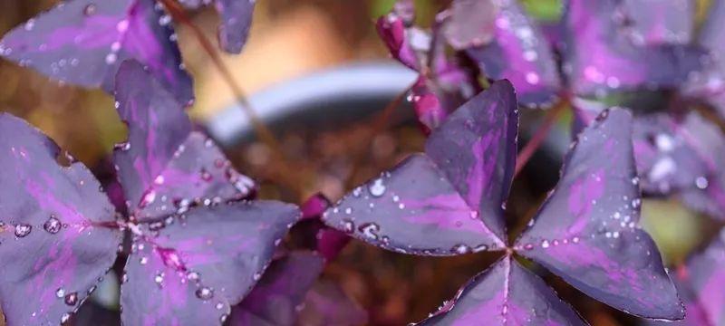 紫叶榨浆草的花语是什么？紫叶榨浆草象征着什么？