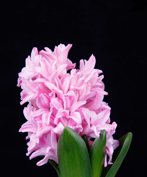 风信子的花语是什么？风信子代表了哪些情感？