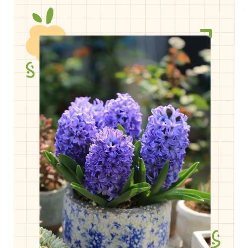 风信子花语有哪些寓意？