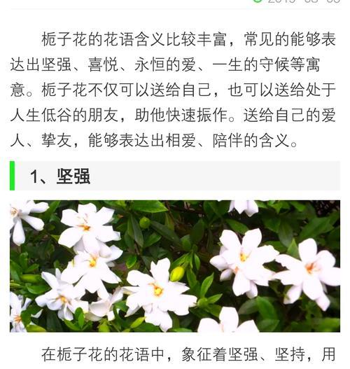 栀子花代表友情的花语有哪些？