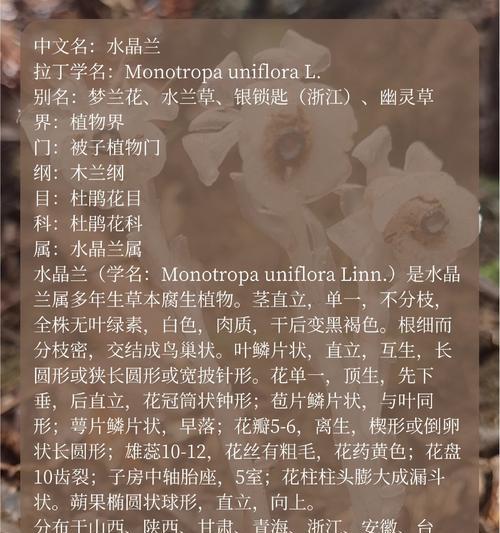 水晶草花语有哪些特别含义？
