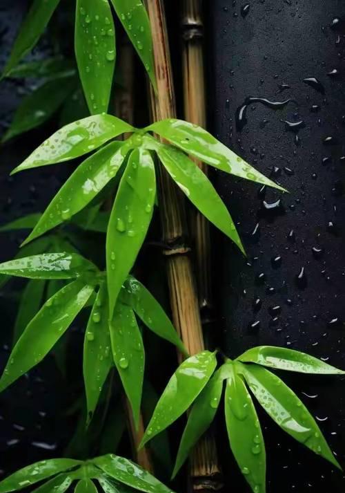 竹子的花语代表什么？