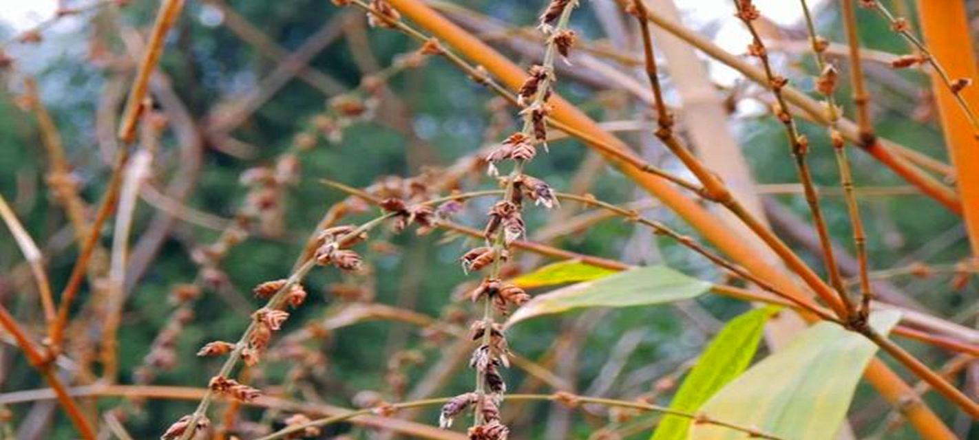 竹子的花语代表什么？