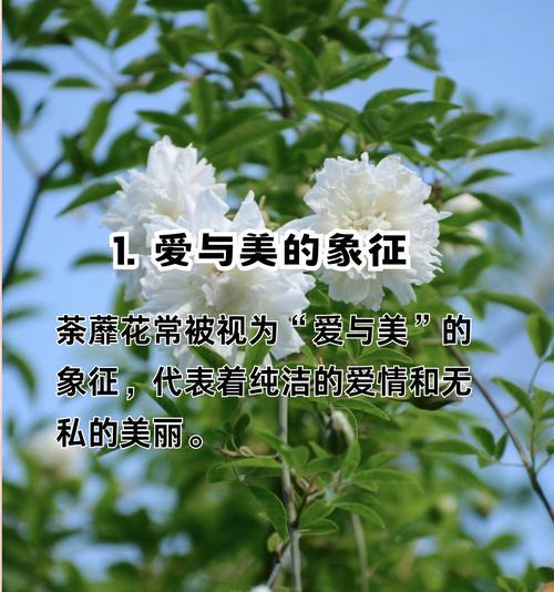 哪些花的花语代表长寿？
