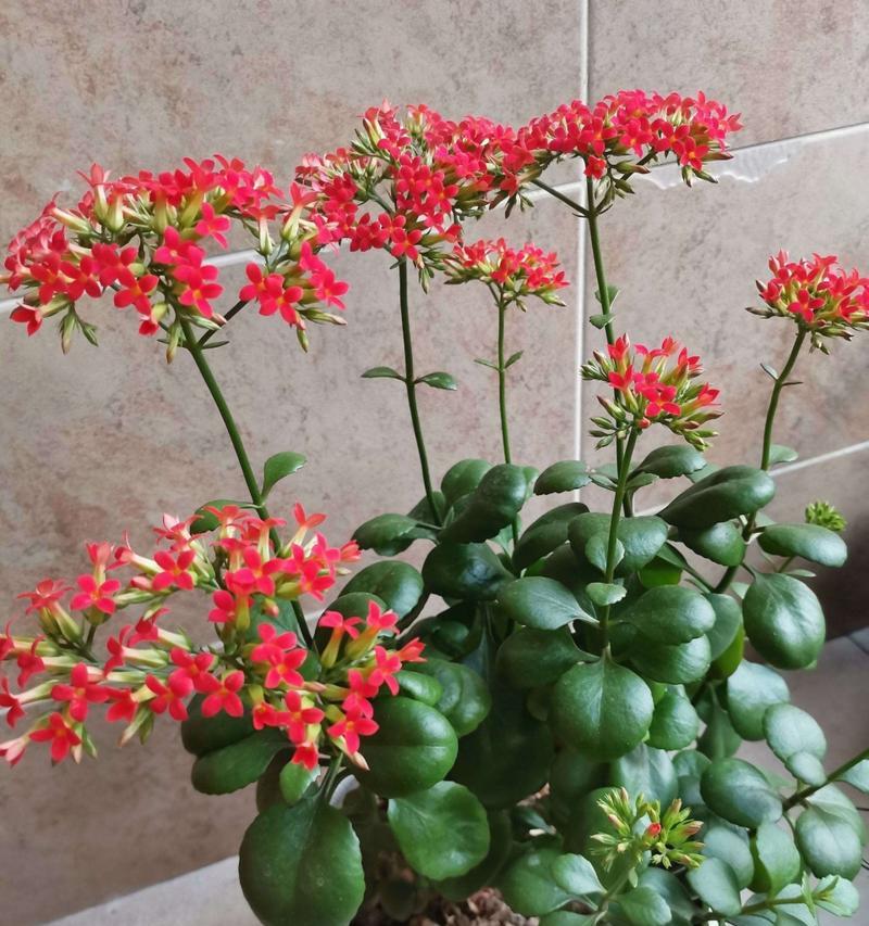 哪些花的花语代表长寿？
