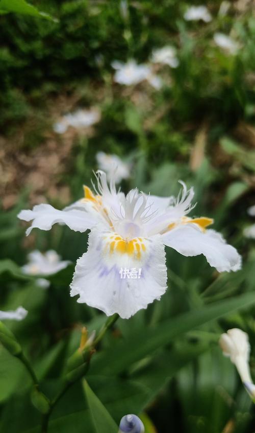 鸢尾花代表友情的花语有哪些？