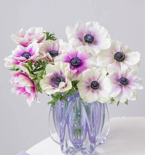 银莲花的花语有哪些含义？