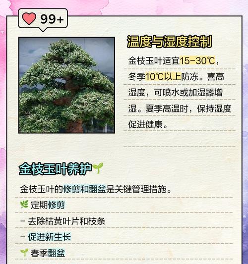 金枝玉叶花语代表什么？