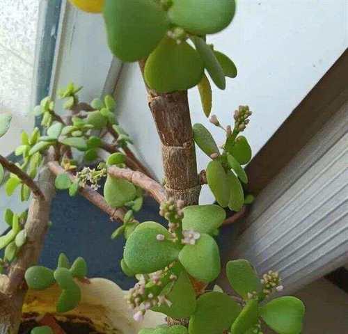 金枝玉叶花语代表什么？