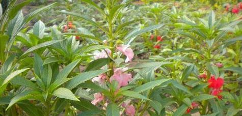 凤仙花的花语有哪些寓意？