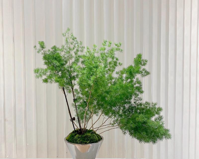 松树的花语有哪些含义？