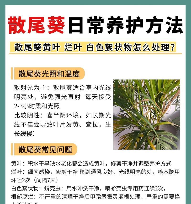 散尾葵的花语是什么？