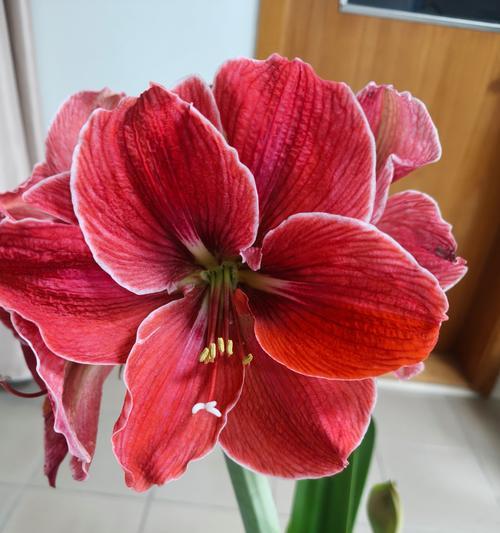 红色朱顶红的花语代表什么？