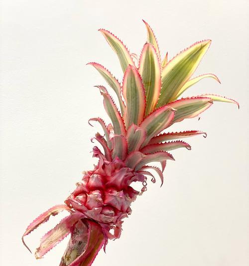 南非小菠萝的花语代表什么？