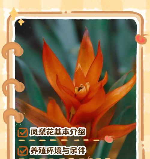 南非小菠萝的花语代表什么？