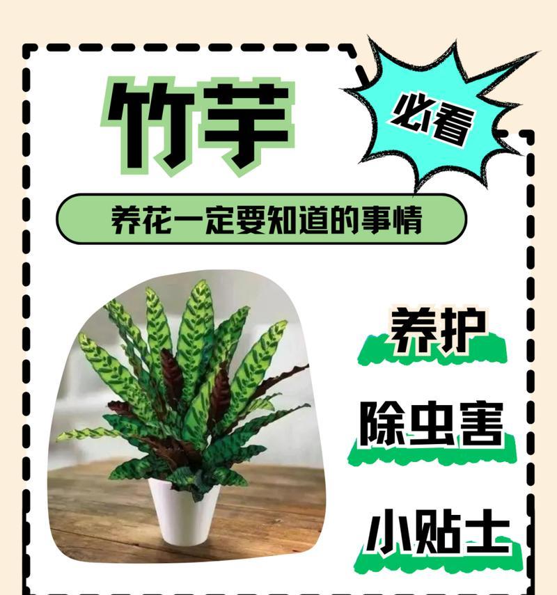 竹芋的花语代表什么？