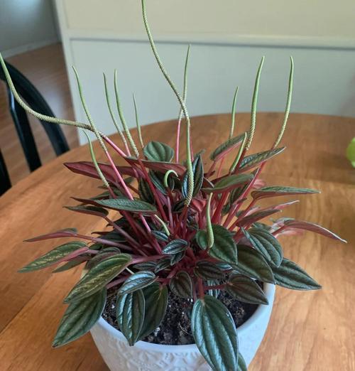 红宝石椒草的花语代表什么？
