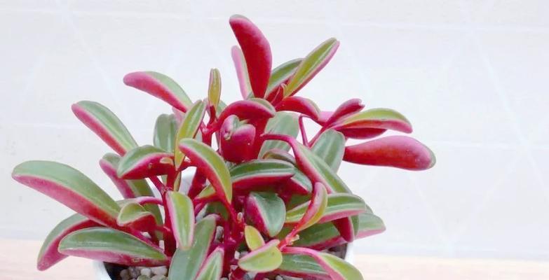 红宝石椒草的花语代表什么？
