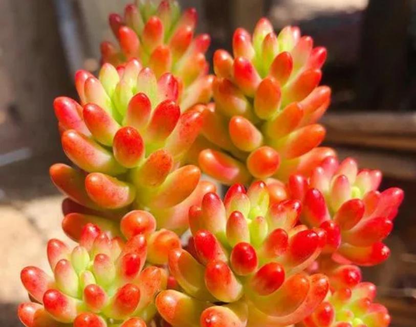 红宝石椒草的花语代表什么？