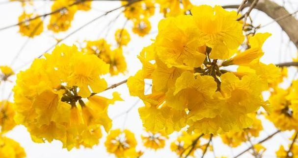白色风铃木的花语代表什么？