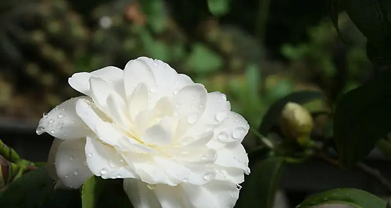 白色风铃木的花语代表什么？