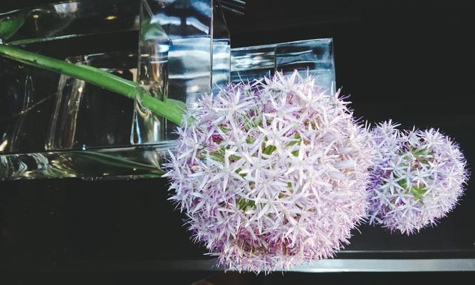 大花葱在日本的花语代表什么？
