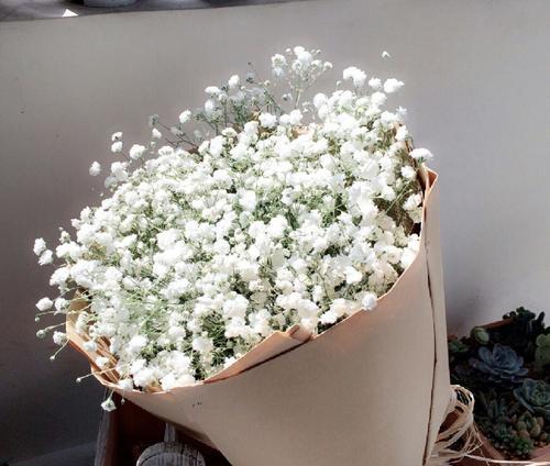 满天星代表友情的花语是什么？
