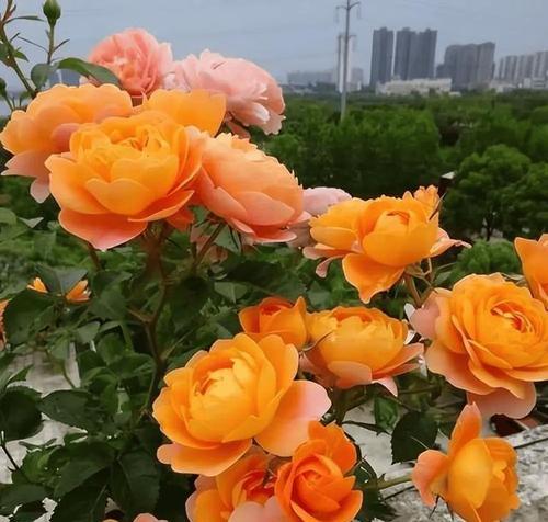 白月季花的花语代表什么？