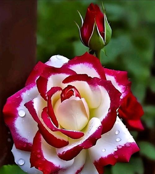 白月季花的花语代表什么？