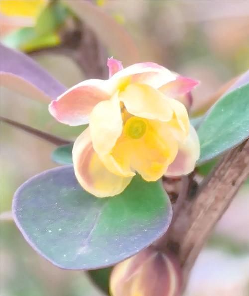 紫叶小檗的花语是什么？