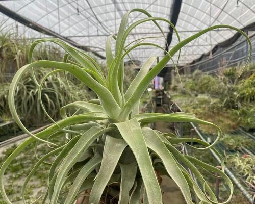 空气凤梨的花语有哪些？