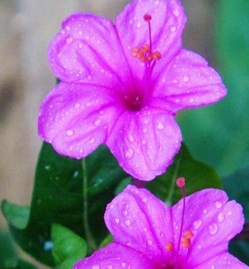 紫色茉莉的花语是什么意思？