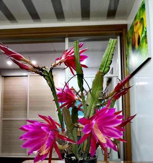 荷花令箭的花语是什么？