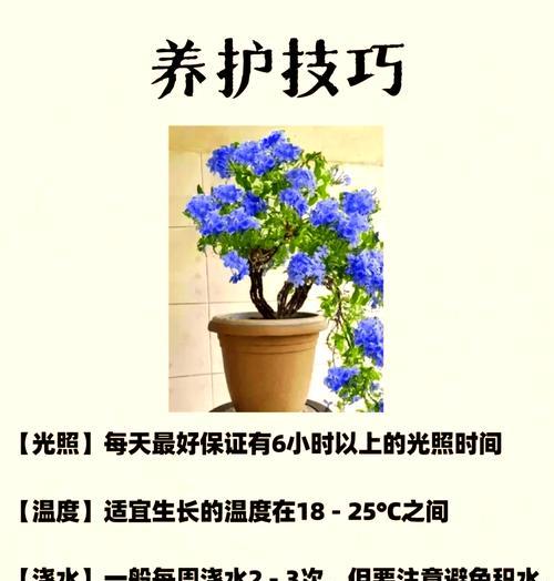 雪花的花语有哪些含义？