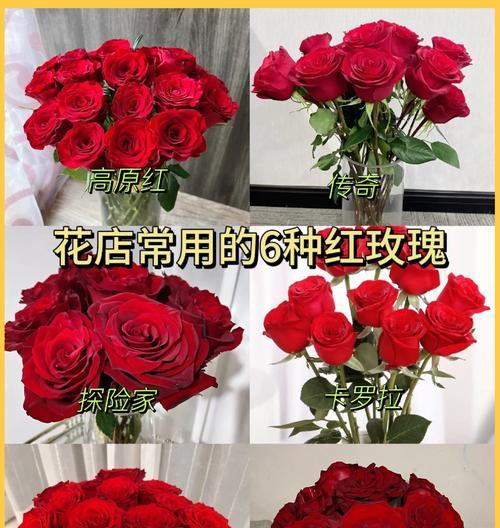 卡罗拉玫瑰的花语是什么？