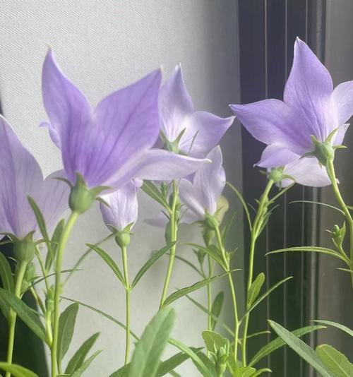 桔梗花语背后的故事是什么？