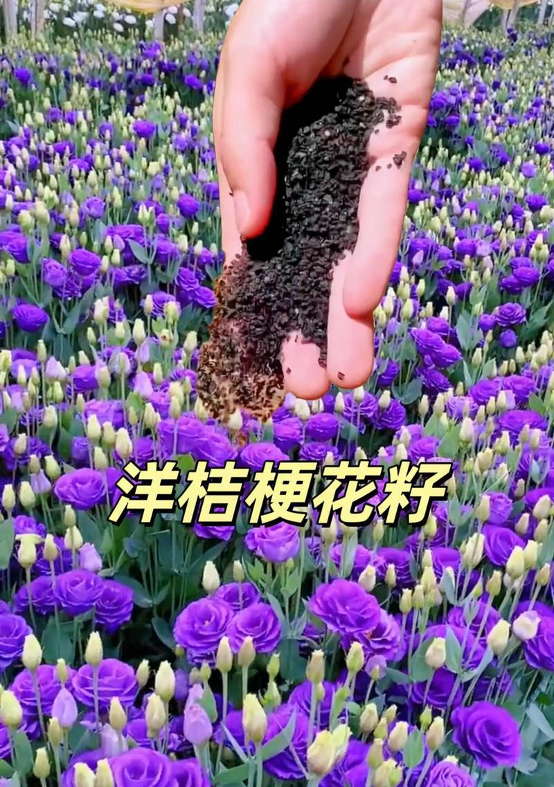 桔梗花语背后的故事是什么？