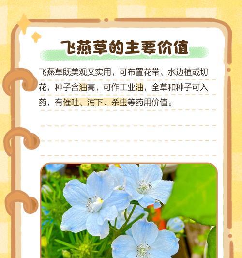 大飞燕草的花语有哪些？