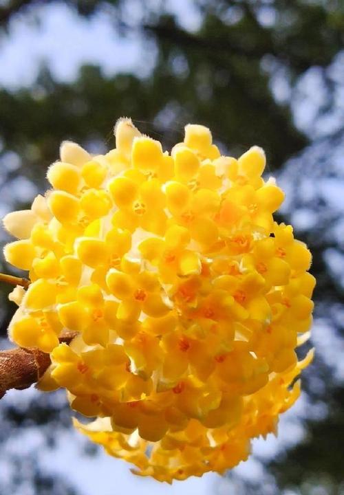 各种花卉的花语都有哪些？