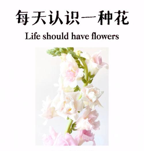 积极与草的花语是什么？