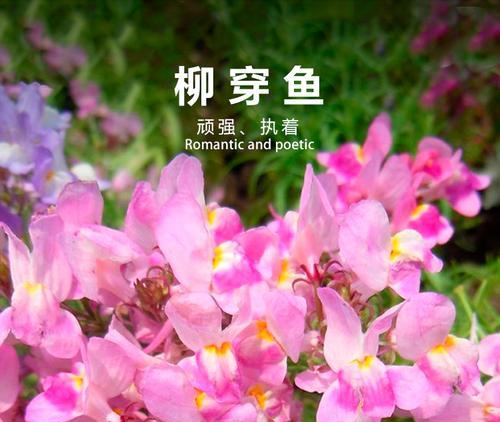 积极与草的花语是什么？