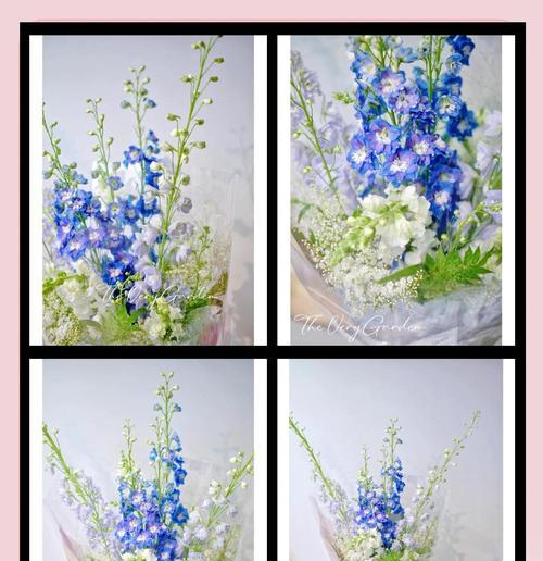 大飞燕草的花语是什么？