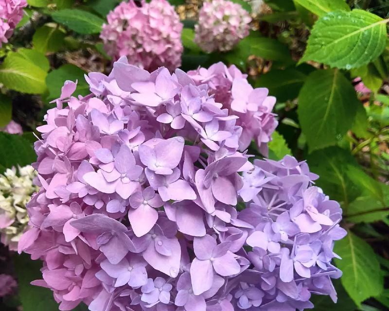 5月的花花语是什么？如何表达五月的花语？