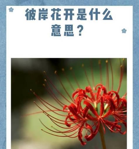 5月的花花语是什么？如何表达五月的花语？