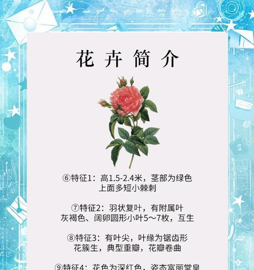 法国国花是什么？它的花语有何含义？