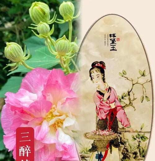 芙蓉花的花语代表什么？芙蓉花的象征意义是什么？