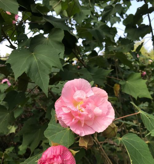 芙蓉花的花语代表什么？芙蓉花的象征意义是什么？