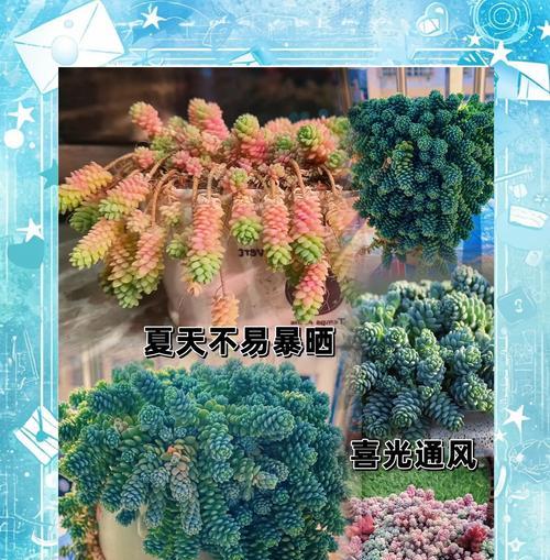 姬星美人的花语是什么？姬星美人代表什么？